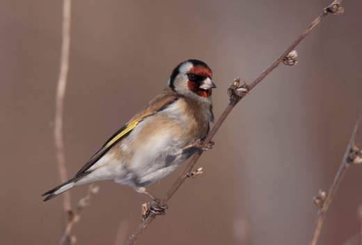 Szczygie Carduelis carduelis