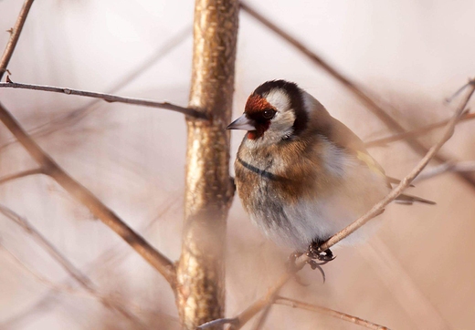 Szczygie Carduelis carduelis