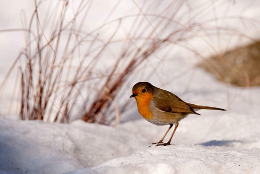 Rudzik Erithacus rubecula