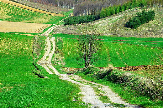 Wiatrowice droga do wsi