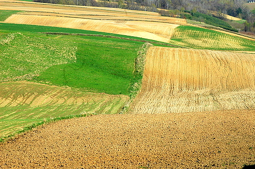 Wiatrowice - na polach