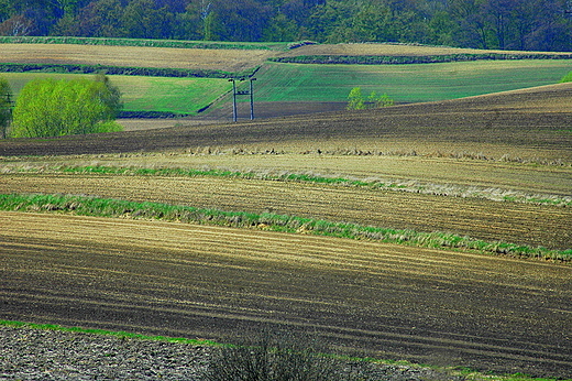 Zachemie - na wiosennych polach