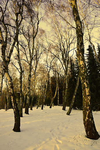 Park lski zim.