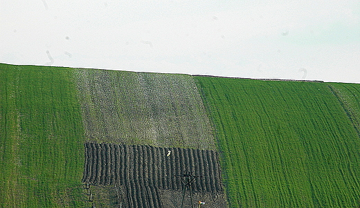 Staniowice  ostre pole