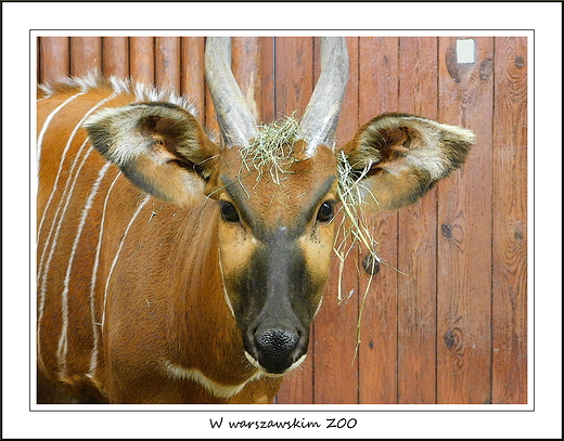 W warszawskim ZOO. Antylopa Bongo