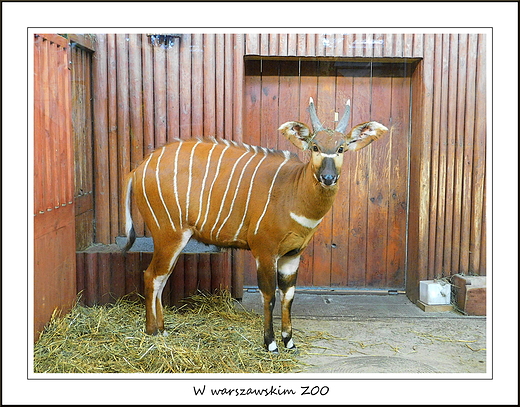 W warszawskim ZOO. Antylopa Bongo