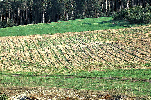 Woszczowice - na polach