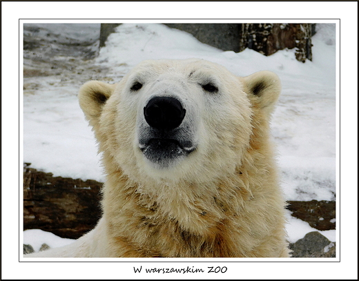 W warszawskim ZOO