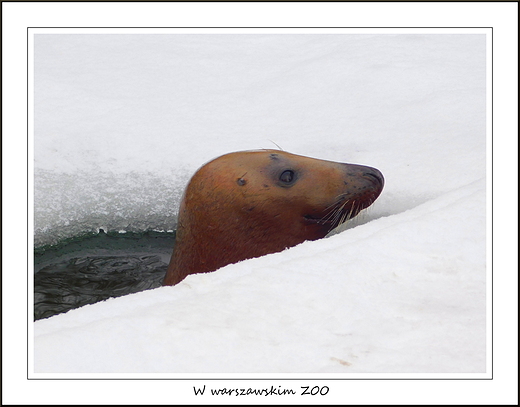 W warszawskim ZOO