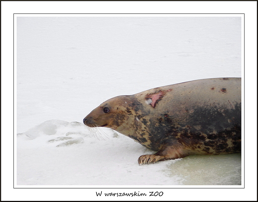 W warszawskim ZOO