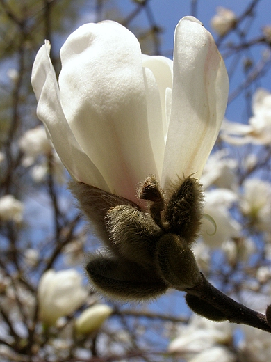 KWIAT MAGNOLII