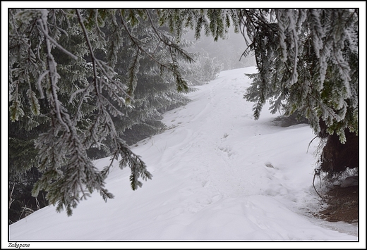 Zakopane -  szlak na Wielki Kopieniec