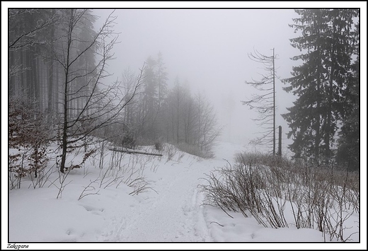 Zakopane -  szlak na Wielki Kopieniec