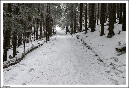 Zakopane -  szlak na Wielki Kopieniec