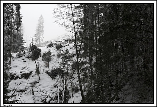 Zakopane -  Polana Olczyska