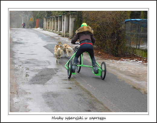 Kanie Helenowskie. Husky syberyjski w zaprzgu