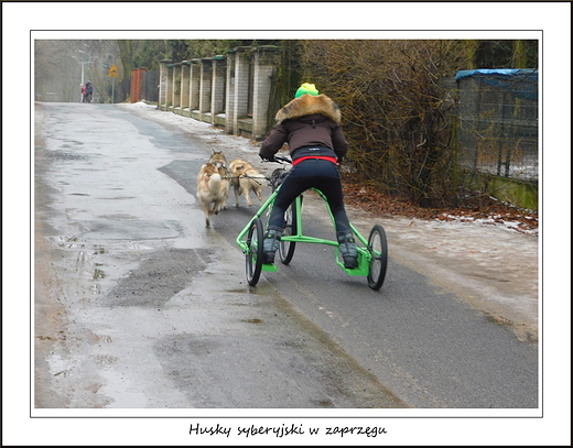 Kanie Helenowskie. Husky syberyjski w zaprzgu