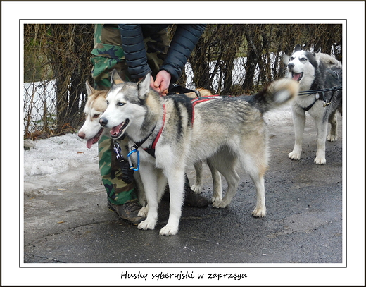 Kanie Helenowskie. Husky syberyjski w zaprzgu