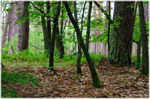 Wspomnienie wakacji nad morzem