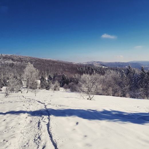 W drodze na Hal abowsk. Jaworzyna Kokuszczaska