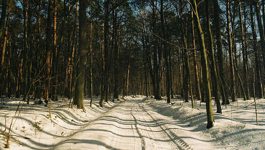 Puszcza Kozienicka, rezerwat Brzeniczka