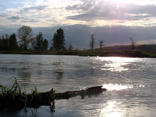 Rzeka Pilica w Ulaskach