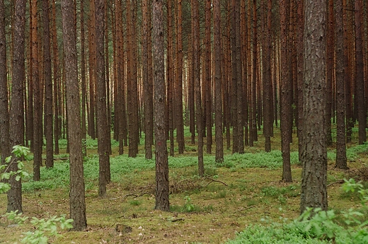 Puszcza Kozienicka