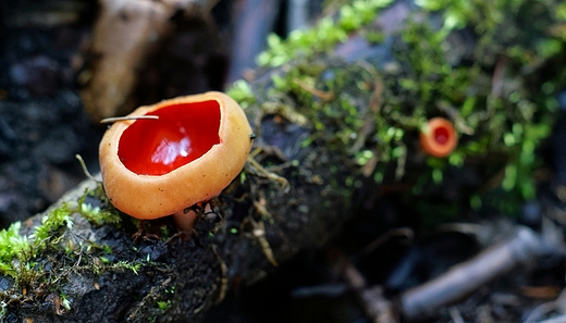 Czarka szkaratna Sarcoscypha coccinea Gray Boud.