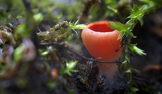 Czarka szkaratna Sarcoscypha coccinea Gray Boud.