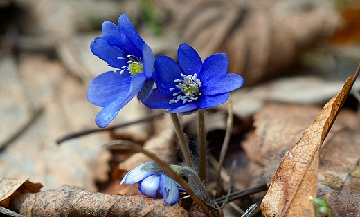 Przylaszczka pospolita Hepatica nobilis Mill.