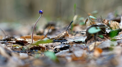 Przylaszczka pospolita Hepatica nobilis Mill.