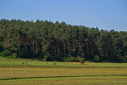 Gogolin - Strzebniowski las