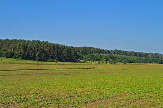 Gogolin - Strzebniowski las