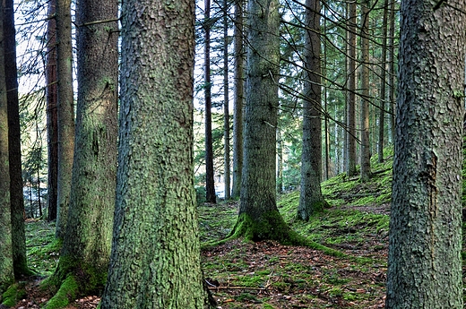 wierki nad Sucharem Wielkim, Wigierski PN