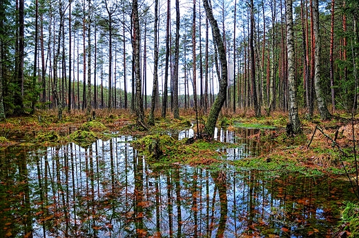 Jeziorko lepiec, Wigierski PN