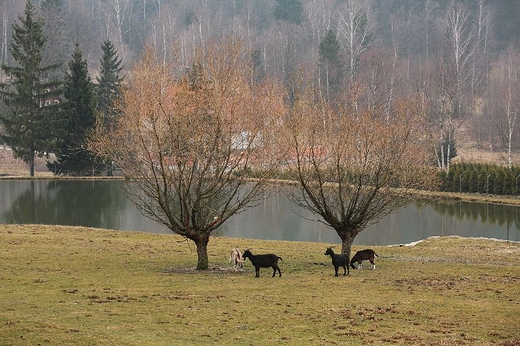 Michaowice