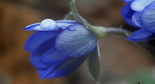 Przylaszczka pospolita Hepatica nobilis Mill.