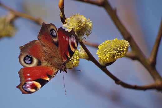 marcowy motyl