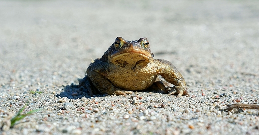 Ropucha szara, ropucha zwyczajna Bufo bufo