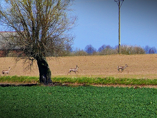 Okolice Koobrzegu.