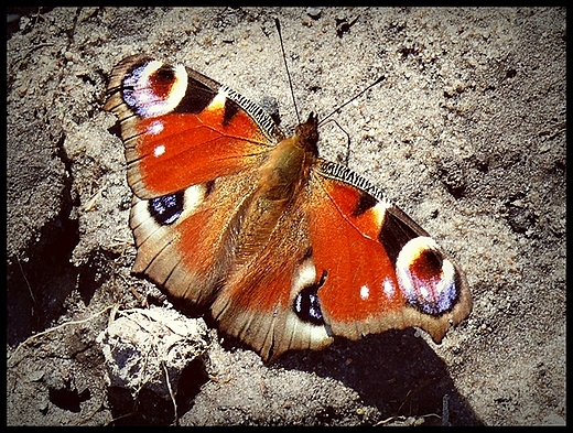 Motyl.