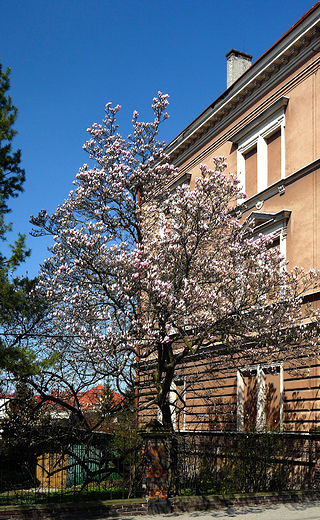 Cieszyn. Kwitnca magnolia.