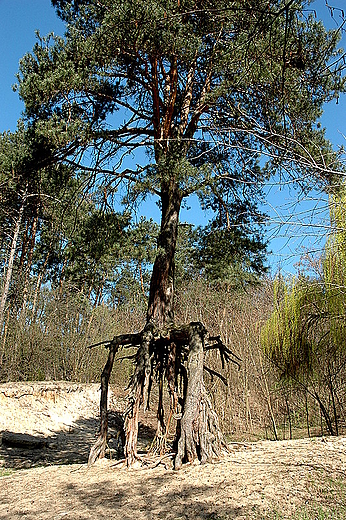 Weecz - dziwaczna sosna