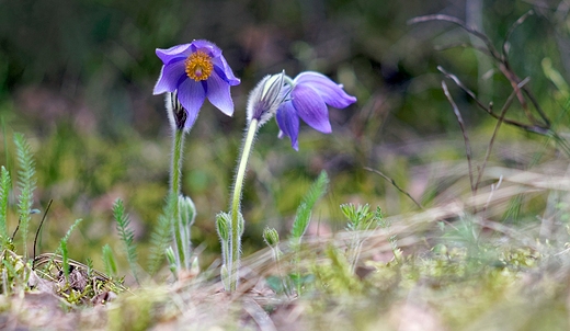 Sasanka zwyczajna Pulsatilla vulgaris