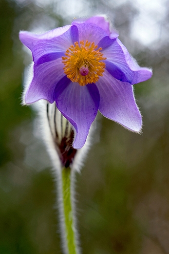 Sasanka zwyczajna Pulsatilla vulgaris