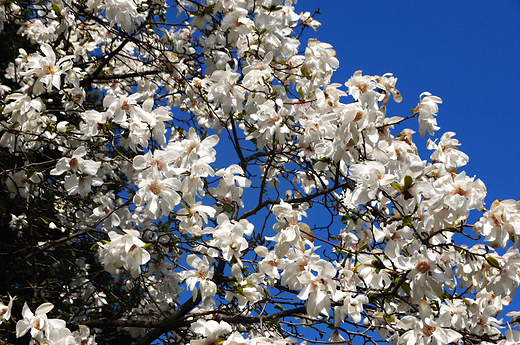 Bielskie magnolie.