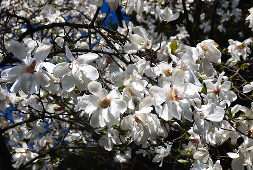 Bielskie magnolie.