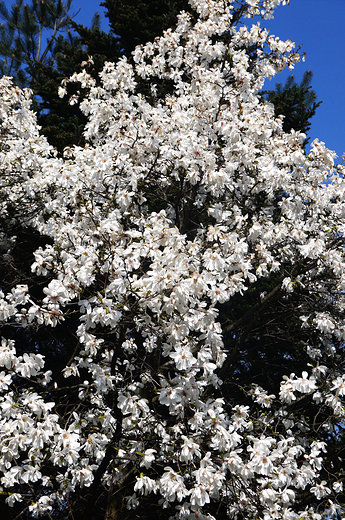 Bielskie magnolie.