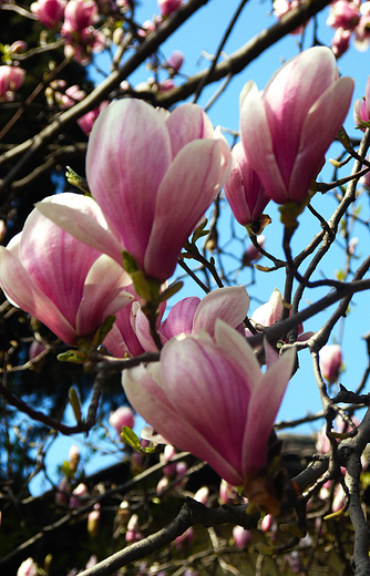 Bielskie magnolie.