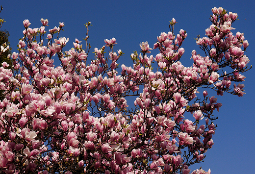 Bielskie magnolie.